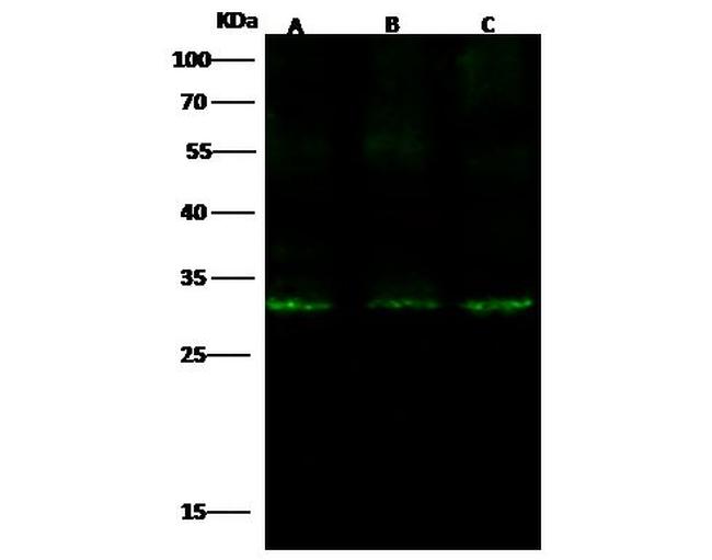 IGFBP7 Antibody in Western Blot (WB)
