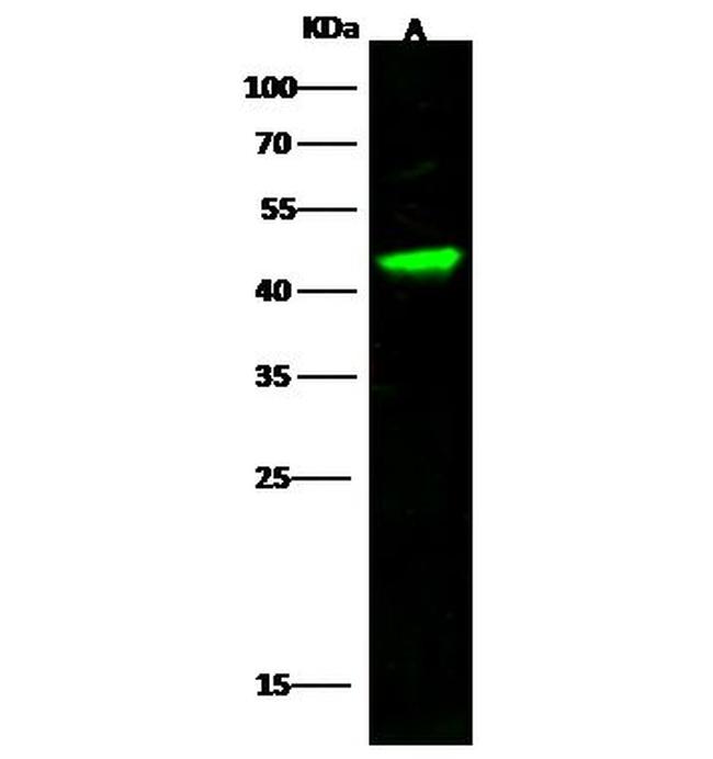 IGSF5 Antibody in Western Blot (WB)