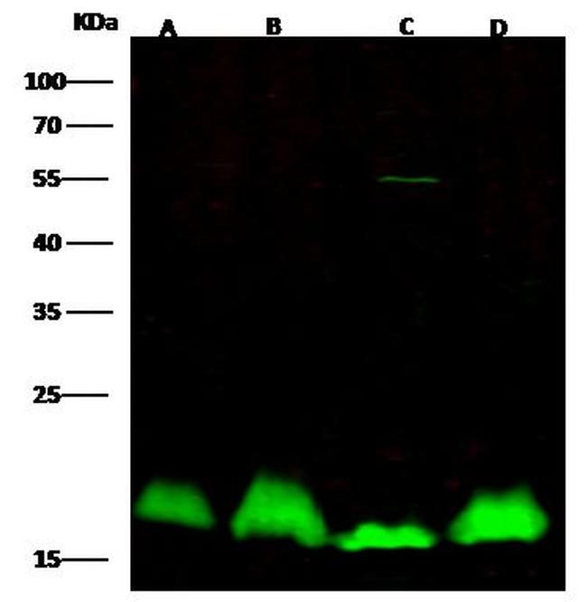 IL-17F Antibody in Western Blot (WB)
