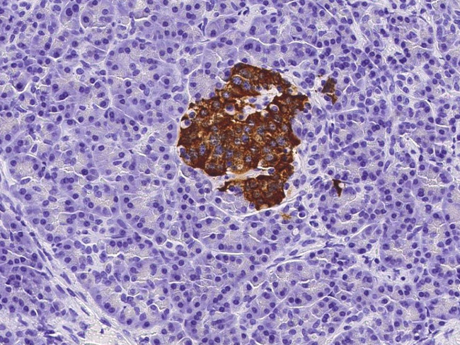 Insulin Antibody in Immunohistochemistry (Paraffin) (IHC (P))