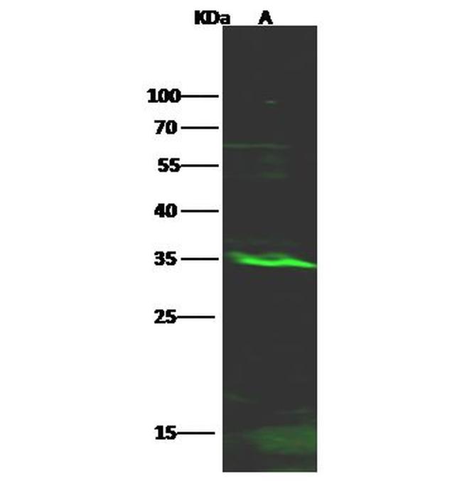 RFLAT-1 Antibody in Western Blot (WB)