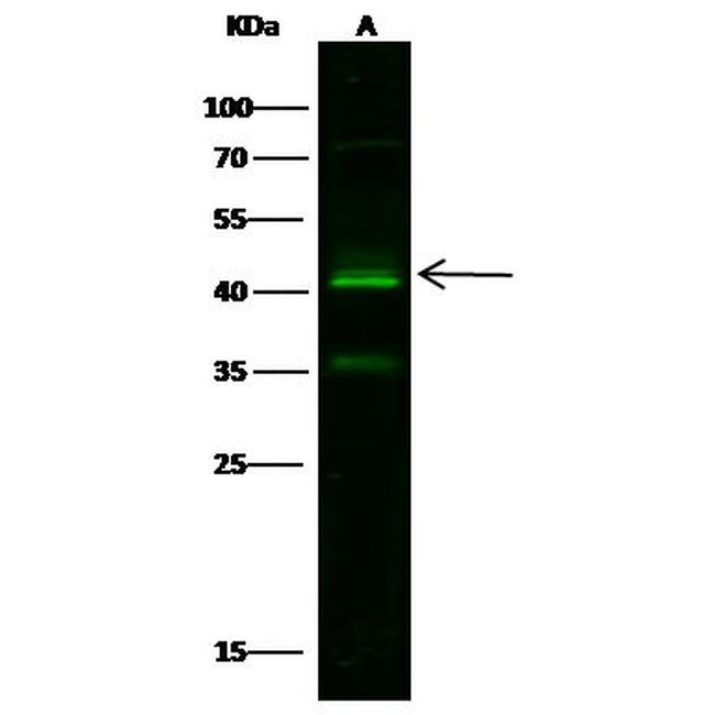 Kallikrein 11 Antibody in Western Blot (WB)