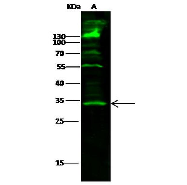 SETD8 Antibody in Western Blot (WB)