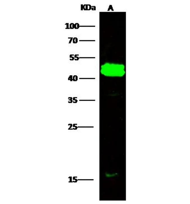 Cytokeratin Pan Type I/II Antibody in Western Blot (WB)