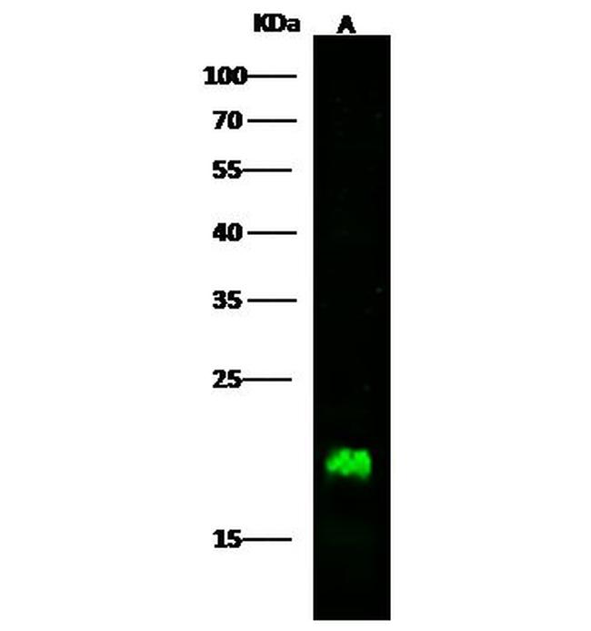 LCN1 Antibody in Western Blot (WB)