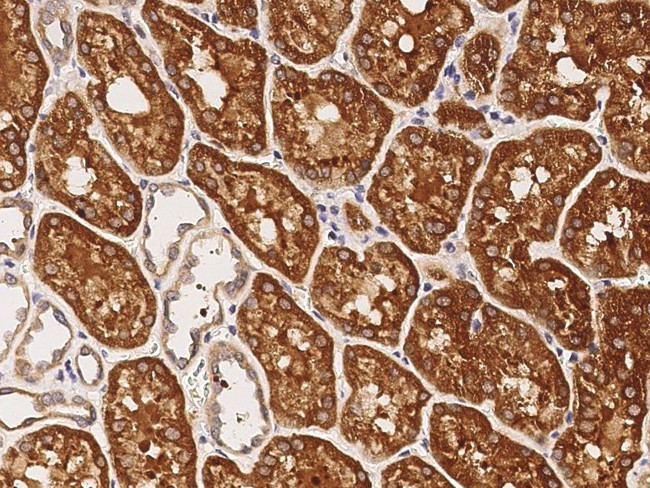 LRP11 Antibody in Immunohistochemistry (Paraffin) (IHC (P))