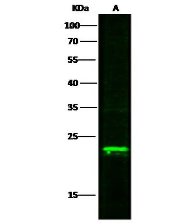 MAX Antibody in Western Blot (WB)