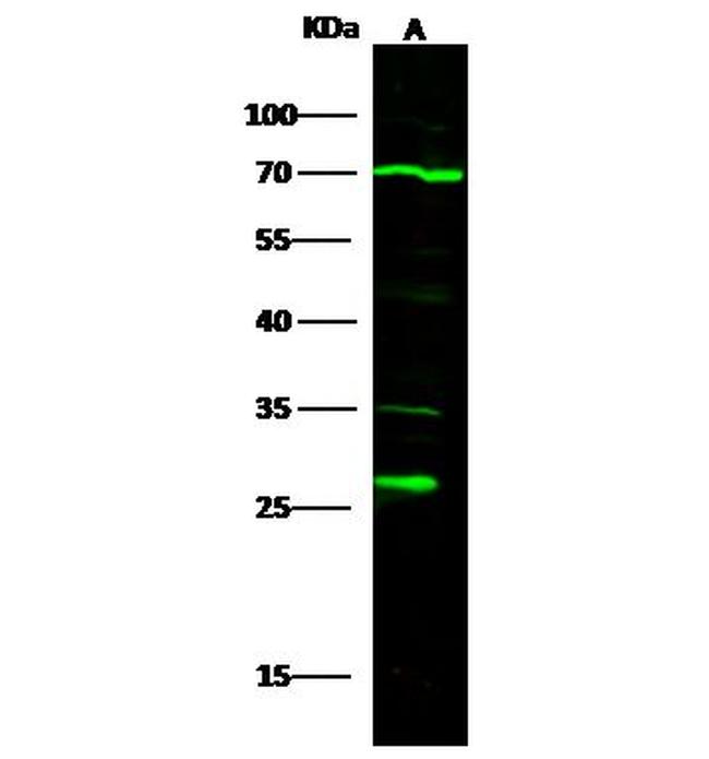 MOB4 Antibody in Western Blot (WB)