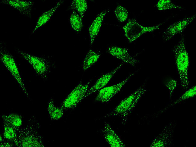 Myeloperoxidase Antibody in Immunocytochemistry (ICC/IF)