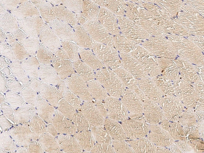 MS4A3 Antibody in Immunohistochemistry (Paraffin) (IHC (P))