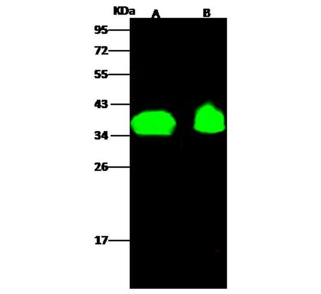 OR6K2 Antibody in Western Blot (WB)