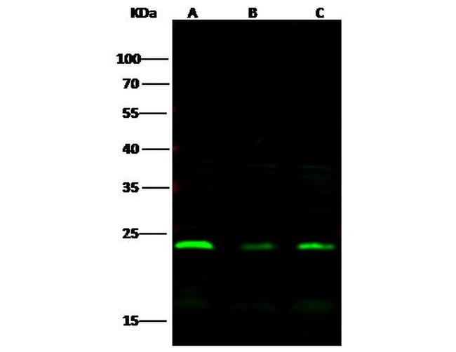DJ-1 Antibody in Western Blot (WB)