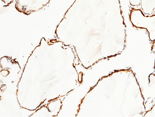 DJ-1 Antibody in Immunohistochemistry (Paraffin) (IHC (P))