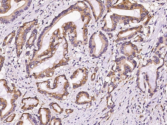 PGA4 Antibody in Immunohistochemistry (Paraffin) (IHC (P))