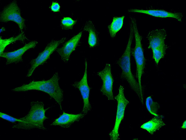 PGD Antibody in Immunocytochemistry (ICC/IF)