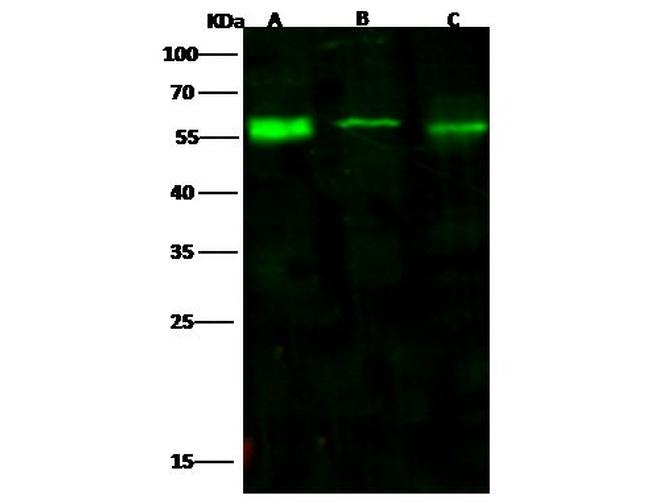 PHGDH Antibody in Western Blot (WB)