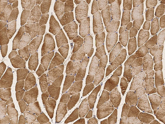 PHPT1 Antibody in Immunohistochemistry (Paraffin) (IHC (P))