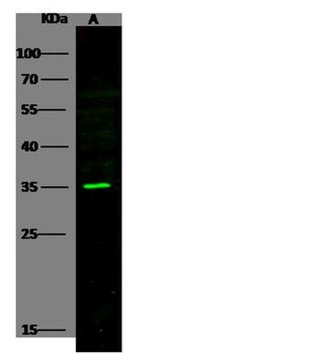 PILRA Antibody in Western Blot (WB)