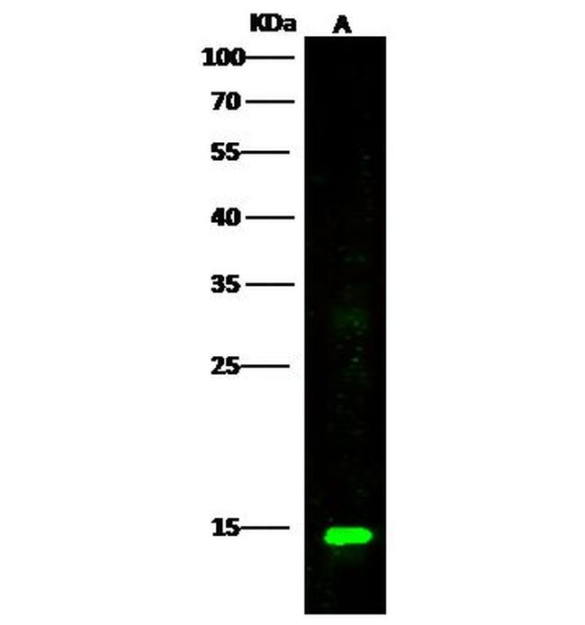 PIN1 Antibody in Western Blot (WB)