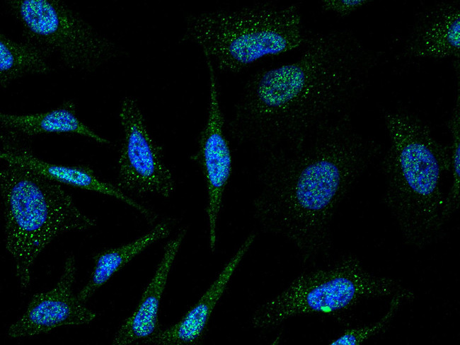 PIWIL4 Antibody in Immunocytochemistry (ICC/IF)
