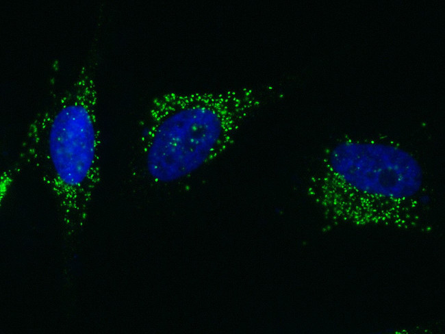 PML Antibody in Immunocytochemistry (ICC/IF)
