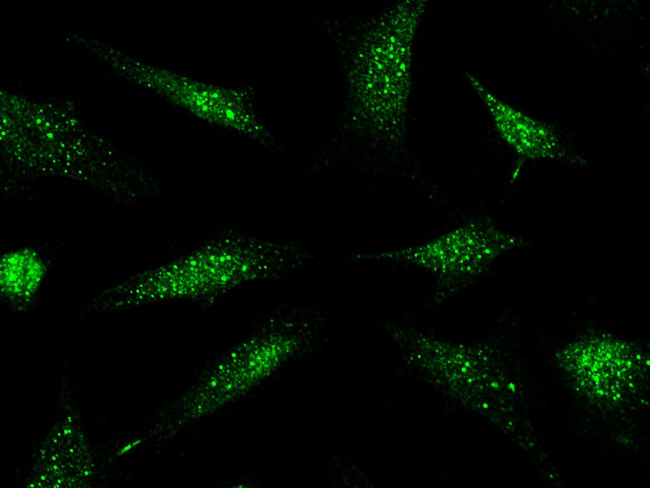 PML Antibody in Immunocytochemistry (ICC/IF)