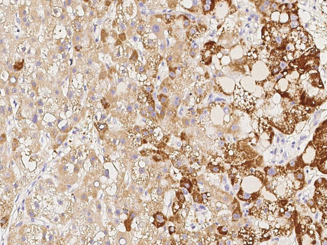 PODXL Antibody in Immunohistochemistry (Paraffin) (IHC (P))