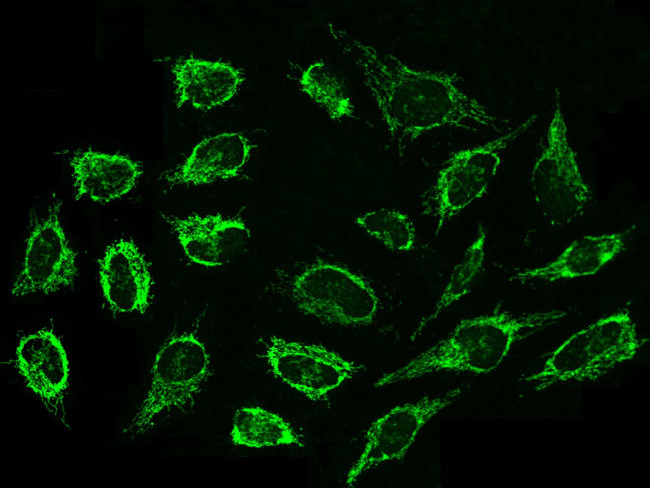 Cyclophilin F Antibody in Immunocytochemistry (ICC/IF)
