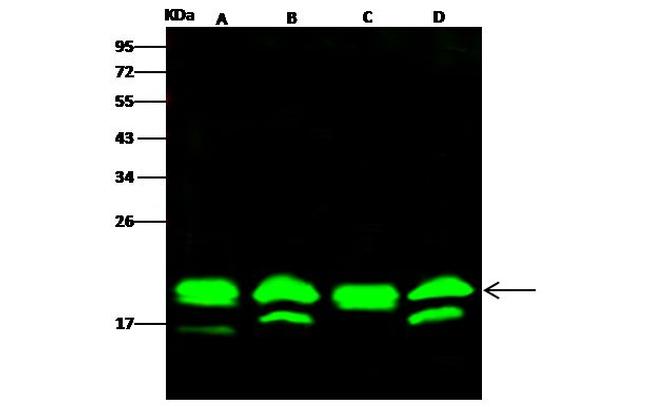 Cyclophilin F Antibody in Western Blot (WB)