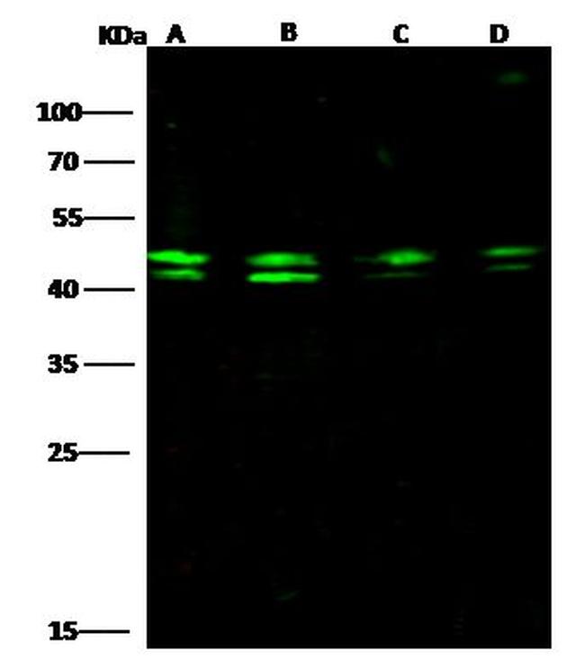 PPP1R8 Antibody in Western Blot (WB)