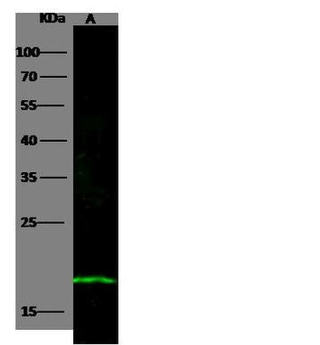Doppel Antibody in Western Blot (WB)