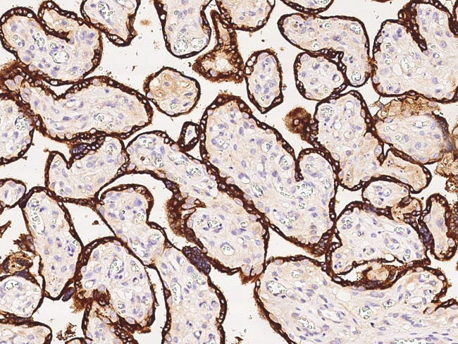 PSG1 Antibody in Immunohistochemistry (Paraffin) (IHC (P))