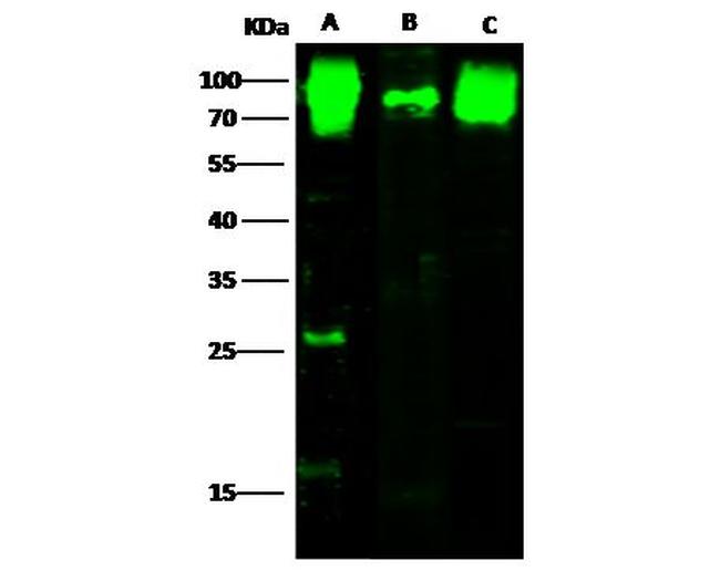 CD155 Antibody in Western Blot (WB)