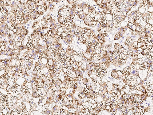 RACK1 Antibody in Immunohistochemistry (Paraffin) (IHC (P))