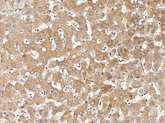RNF217 Antibody in Immunohistochemistry (Paraffin) (IHC (P))