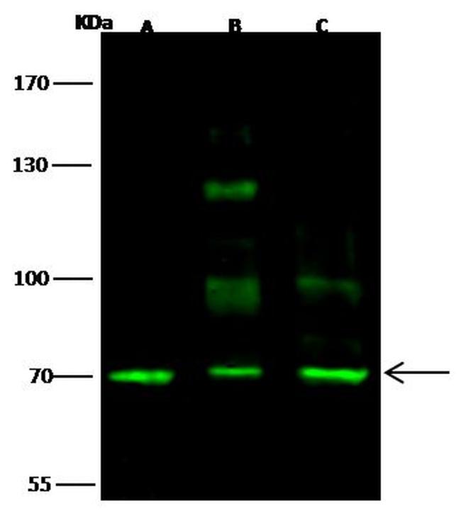 SCML2 Antibody in Western Blot (WB)