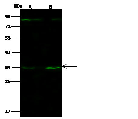 CD138 Antibody in Western Blot (WB)