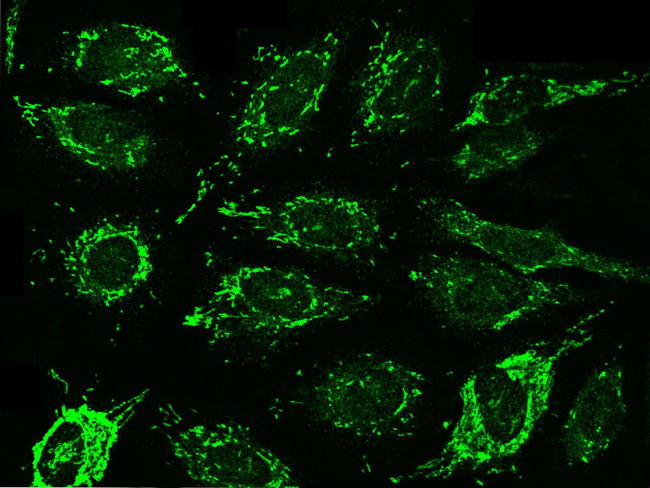 SDHA Antibody in Immunocytochemistry (ICC/IF)