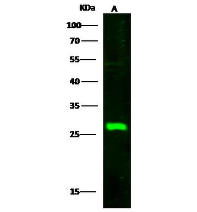 SECTM1 Antibody in Western Blot (WB)