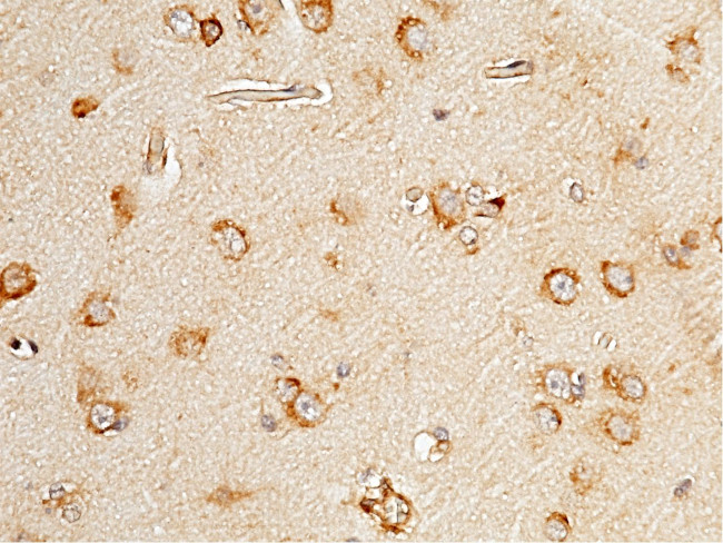 SELM Antibody in Immunohistochemistry (Paraffin) (IHC (P))