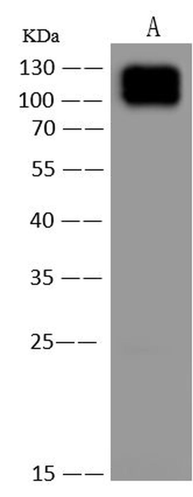CD162 Antibody in Western Blot (WB)