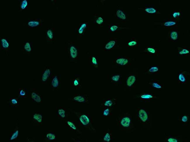 SIN3A Antibody in Immunocytochemistry (ICC/IF)