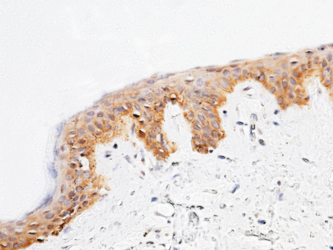 SPINK4 Antibody in Immunohistochemistry (Paraffin) (IHC (P))