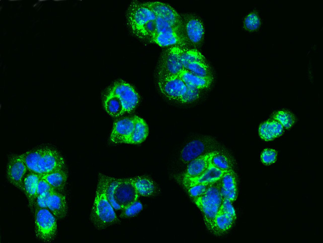 HAI-2 Antibody in Immunocytochemistry (ICC/IF)