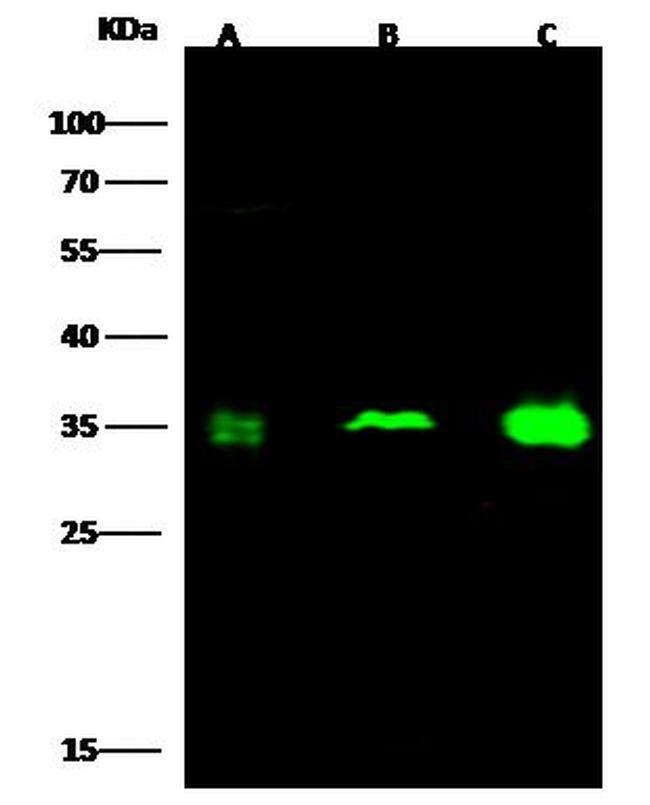 CKAP1 Antibody in Western Blot (WB)