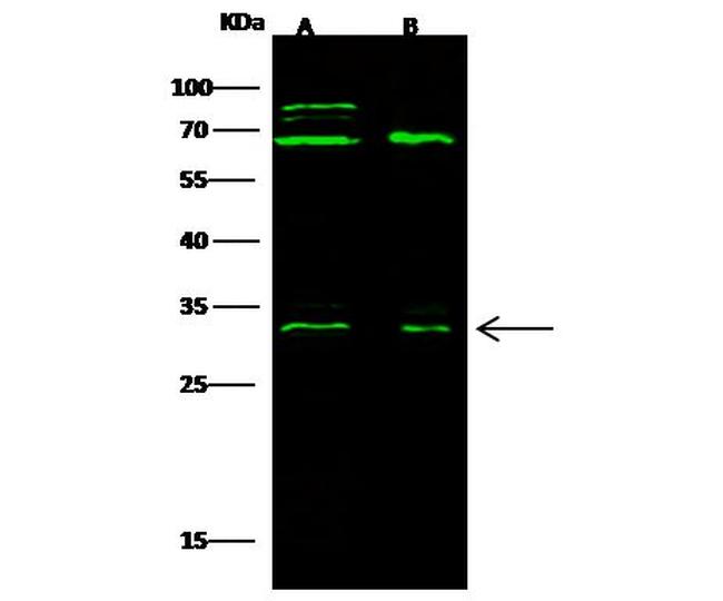 BCMA Antibody in Western Blot (WB)