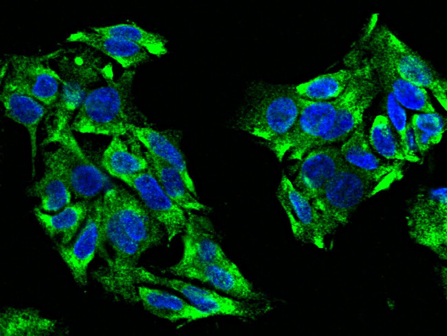 DcR3 Antibody in Immunocytochemistry (ICC/IF)