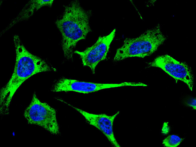 MPS1 Antibody in Immunocytochemistry (ICC/IF)