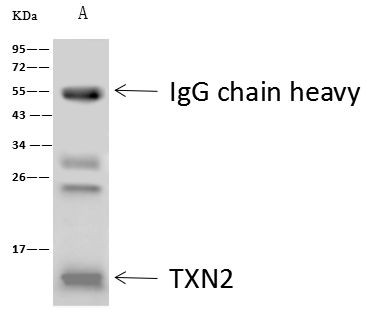 Thioredoxin 2 Antibody in Immunoprecipitation (IP)