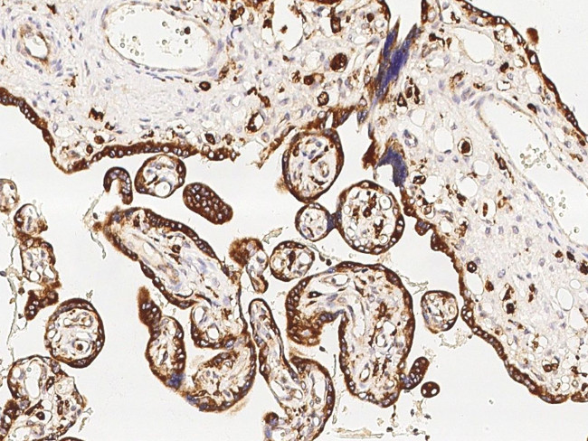 VSIG4 Antibody in Immunohistochemistry (Paraffin) (IHC (P))